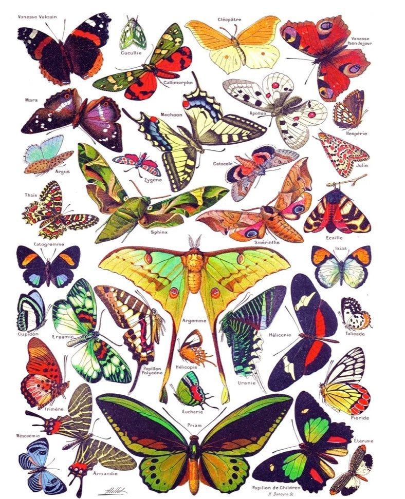 Butterflies